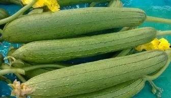 恐怖农场南瓜头  第2张