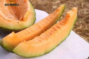 黑料吃瓜网apk普通安装  第2张