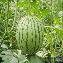 黑料吃瓜网apk普通安装  第3张