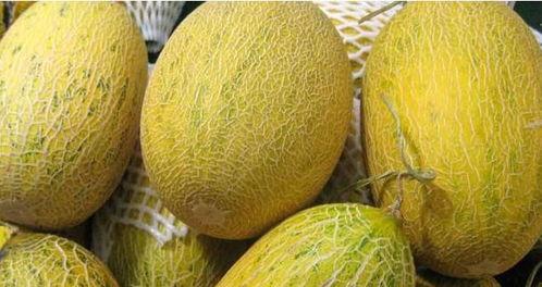 哈密瓜影视  第1张