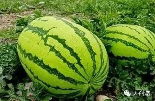 西瓜家装图  第3张