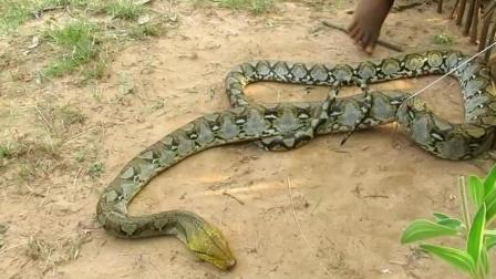 黑料吃瓜网apk普通安装 