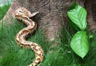 黑料吃瓜网apk普通安装  第3张